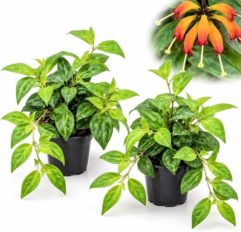 2 Pagoda Lipstick Plant Live in 6 Inch Pot, Easy Care House Plant
