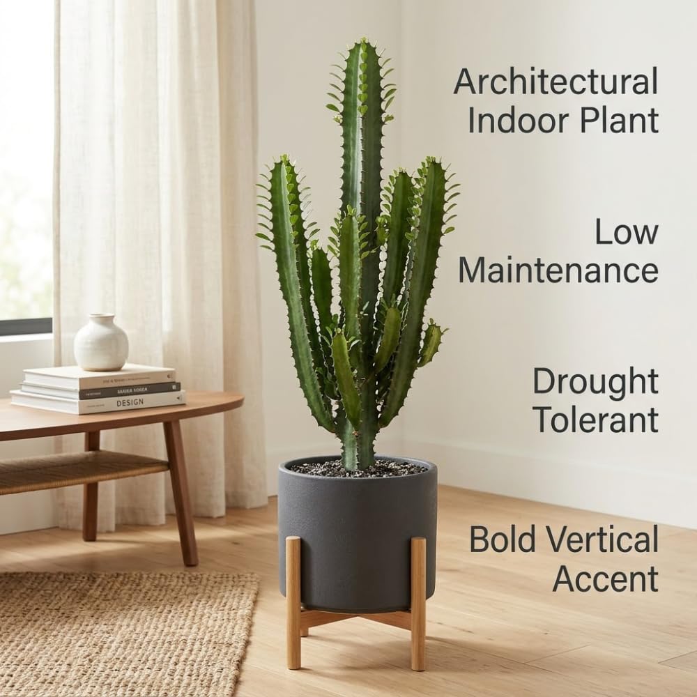 African Milk Tree, 3" Pot, Euphorbia Trigona Succulent with Striking Stems for Living Rooms, Easy to Care Decor
