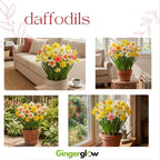 20 Daffodil Bulbs for Planting, Fragrant Mixed Double Daffodils, Hardy Flower Bulbs, Bulk Daffodil Bulbs for Outdoor Garden