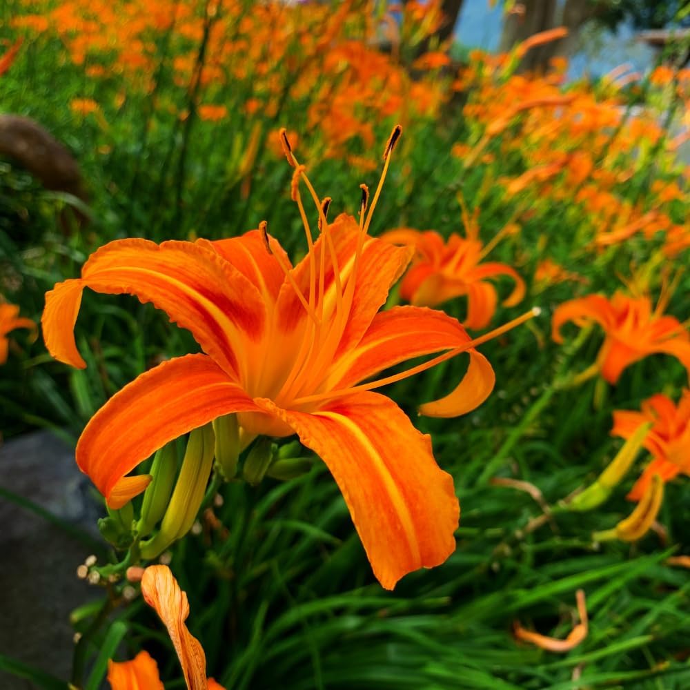 25 Wild Orange Daylily Root, Well-Rooted Tiger Daylily, Cold-Hardy Fragrant Perennial, Sturdy Ditch Lily for Sunny Backyard Landscapes