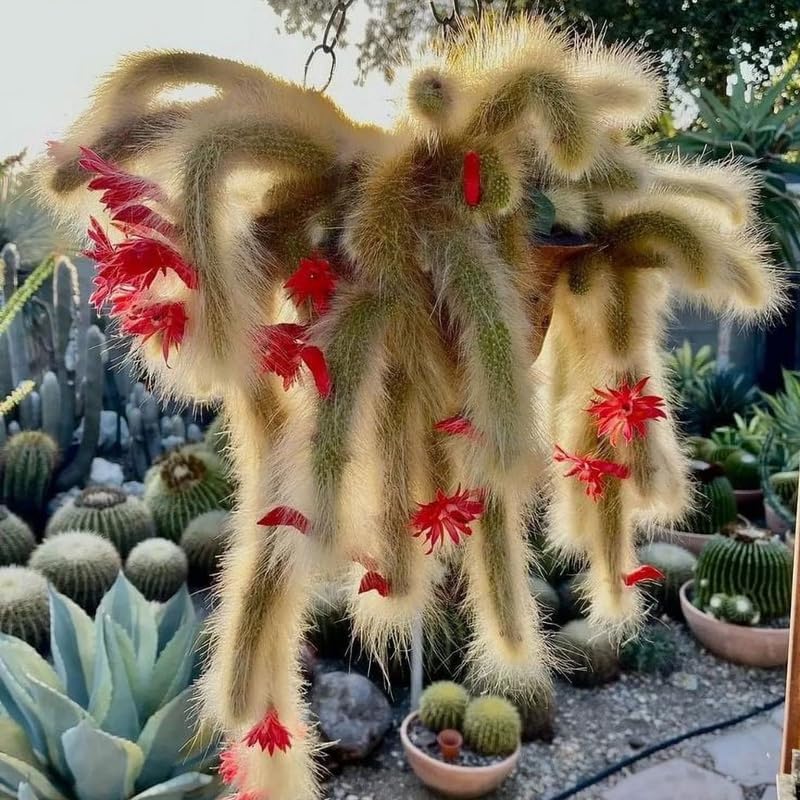 Rare Monkey Tail Cactus Live Plant – 7-9 Inch Succulent for Indoor & Outdoor, Unique Trailing Live Succulent, Ideal Gift for Plant Lovers