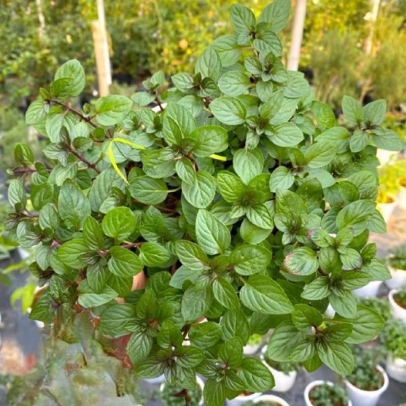 Peppermint Plants Live, Mint Plants for Inside and Home Décor, 3-Inch Potted Fresh Herb for Indoor Outdoor Growing