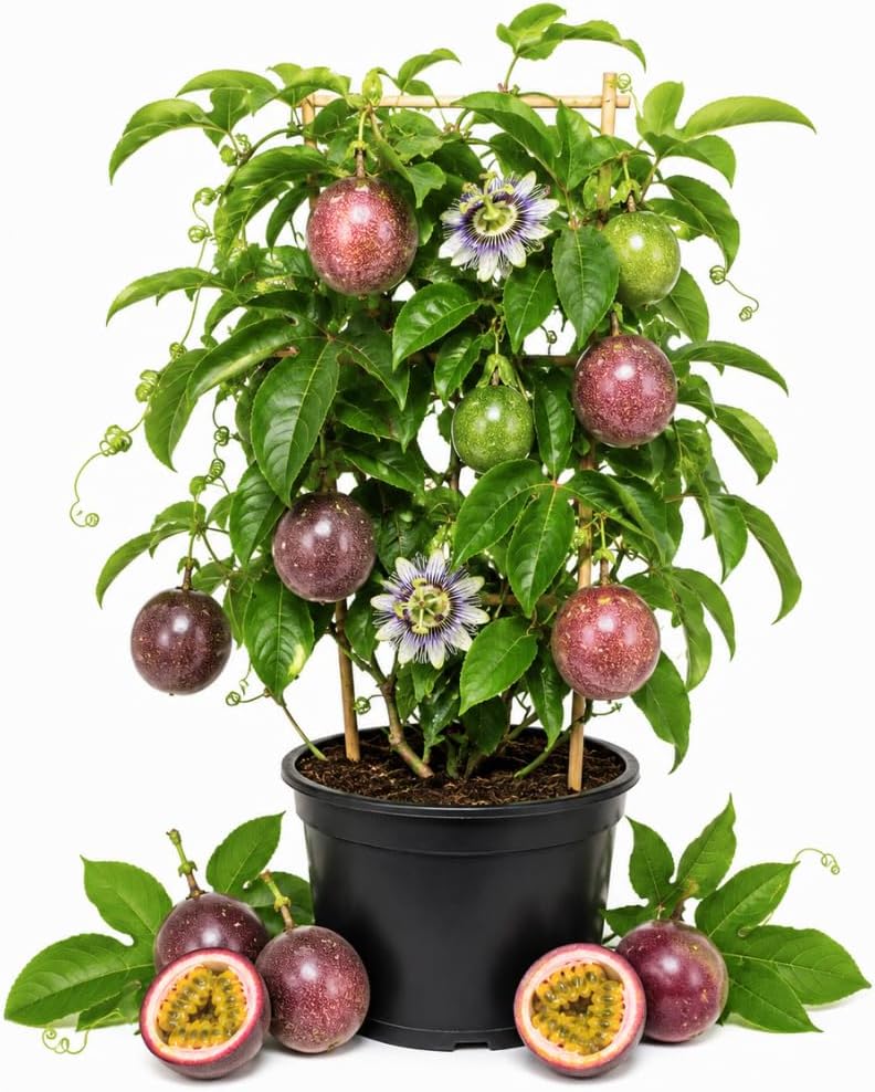 Passion Fruit Live Plant, 1-2 Ft Tall in 1 Gallon Pot, Vigorous Climbing Plant for Edible Landscapes, Sturdy Tropical Fruit Vine for Sweet Harvests (No Ship to CA,HI,AK)