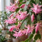 Orange Christmas Cactus Plant, 5-6 Inch Tall, Winter Blooming Succulent Starter for Home Décor, Low Maintenance Plant for Bright Indoor Spaces and Holiday Gifts