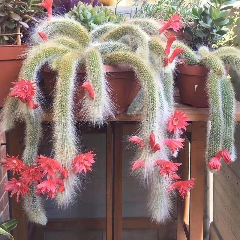 Monkey Tail Cactus Live Plant – 10-15 Inch Hanging Succulent, Rare Live Succulents for Indoor & Outdoor Decoration, Unique Hanging Plant Gift