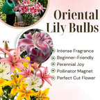 Mixed Oriental Lily Bulbs, Set 4 Mixed Lilly Bulbs for Planting, Live Flowering Plant Bulbs, Colorful Fragrant Flowers Starters for Backyard and Garden Rows