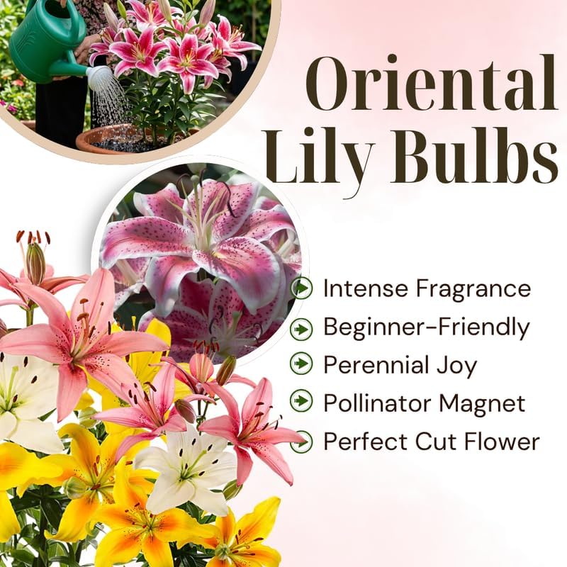 8 Assorted Oriental Lily Bulbs, Well-Rooted Plant Starters, Low Maintenance Flowering Bulbs for Sunny Outdoor Spots