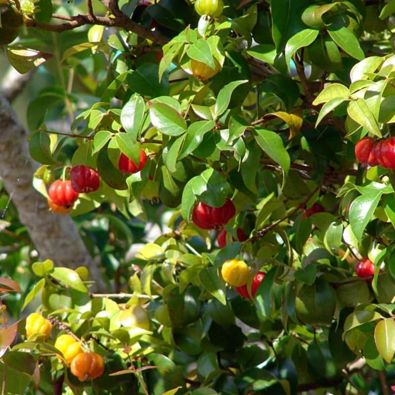 Surinam Cherry Tree Live Plant | 2.5–3 Ft Cherry Tree | Small Tropical Fruit Tree for Home Gardens & Outdoor Growing | No Ship to CA,HI,AK