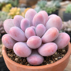 Live Succulent Plant, Pachyphytum Oviferum Pink Moonstone Plant, 2" Pot, Easy to Care Drought Tolerant Décor, Low Maintenance Compact Succulent