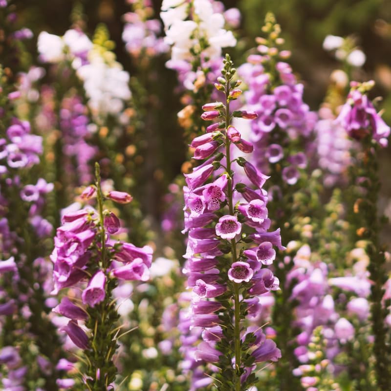 3 Foxglove Live Plant in 3-inch Pot, Established Live Flowering Plant, Well-Rooted & Low Maintenance Outdoor Garden Plant
