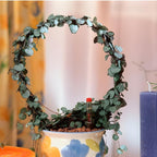 Pink Variegated String of Hearts Plant Live in 6" Pot | Rare Pink Ceropegia Woodii Variegata | Perfect for Beginners & Green Home Styling