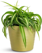 Hanging Curly Spider Plant Live in 4 Inch Pot | Bonnie Spider Plant | Air-Purifying | Low Maintenance | Perfect for Home and Office Decor | Easy Care Starter Plants