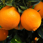 Fresh Blood Oranges Live Plants | 2.5–3 Ft Live Citrus Plant | Hardy Easy-Grow Edible Fruit Tree for Home Gardens & Patios | No Ship to CA,HI,AK