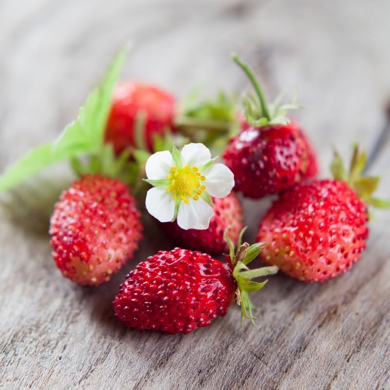 Strawberry Plant in Small Pot, 3-6" Tall Sweet Strawberry Plant Live, High Yield, Fast Growing, Ideal for Garden & Containers