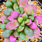 Succulent Plants, Anacampseros Sunrise Succulents in 2 Inch Pot, Great for Home & Office Styling, Succulent Arrangements & Beginner Growers