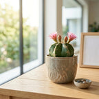 Gymnocalycium Horstii Green Tomato Cactus Plant Live, 4" Pot, Fully Rooted, Easy Care, Unique Ornamental Live Succulent Plant for Home, Office & Indoor Displays