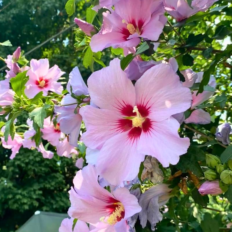 2 Purple Althea Live Plants (Rose of Sharon) | 12–18 Inch Tall Flowering Trees | Hardy Hibiscus Shrubs for Outdoor Planting, Landscaping & Garden Beds