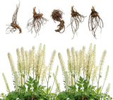 5 Black Cohosh Roots Plant (Bugbane), Shade Loving Actaea Racemosa, Low Maintenance Elegant White Flowering Plant for Outdoor Gardens & Landscapes