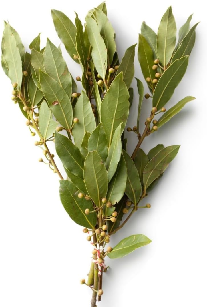 Bay Laurel Tree Live for Planting in 4-6 Inch Tall | Aromatic Bay Leaf Plant Live Herb | Live Bay Leaf Tree for Cooking | Ideal for Home Garden & Cooking Décor