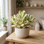 Live Succulent Plant, Variegated Bear Paws in 4" Pot, Vigorous Potted Cotyledon Tomentosa, Low Maintenance Plant for Home Office & Desk Decor