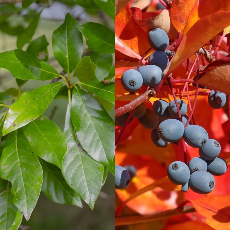 Black Tupelo Trees Live Plant (Set of 5), Black Gum Tree – 6 to 12 Inch Live Seedlings | Vibrant Red Fall Foliage | Hardy American Native Shadign Tree
