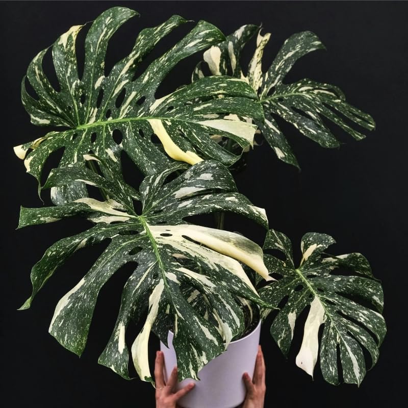 Thai Constellation Monstera Live Plant 4 Inch Tall | Variegated Monstera Plant Live with Creamy White Speckles for Indoor Home Décor
