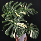 Thai Constellation Monstera Live Plant 4 Inch Tall | Variegated Monstera Plant Live with Creamy White Speckles for Indoor Home Décor