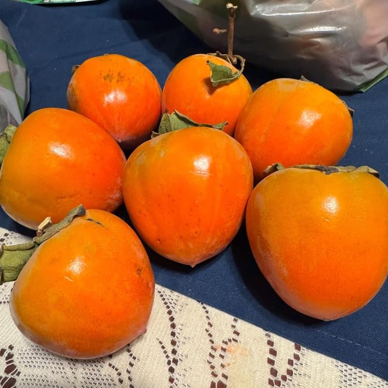 2 American Persimmon Live Tree – 12 to 24 Inch Tall Potted | Native Fruit Tree with Sweet Autumn Persimmons | Hardy, Long-Lived Tree for Outdoor Garden | No Ship to CA