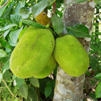 (No Ship to CA,HI,AK) Live Jackfruit Tree, 3 Foot Tall Potted Plant, 3 Gallon Size, Easy Care Tropical Greenery, Large Fruit Tree for Home Landscapes