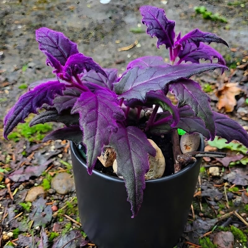 Gynura Purple Passion Live House Plant, 4-8" Rooted Plants, 2 Per Pack, Soft Purple Textured Leaves, Fast Growing & Easy Care