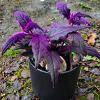 Gynura Purple Passion Live House Plant, 4-8" Rooted Plants, 2 Per Pack, Soft Purple Textured Leaves, Fast Growing & Easy Care