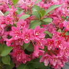 2 Pink Weigela Tree Live Plants | 1-2ft Bare Root Seedlings | Low Maintenance Flowering Deciduous Shrub | Established Root System for Outdoor Landscapes