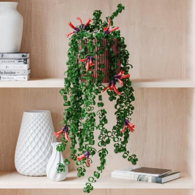 Twister Lipstick Plant for Planting | 4 inch Tall Potted Curly Lipstick Plant Live Houseplants | Easy-Care Indoor Plant with Unique Twisting Foliage