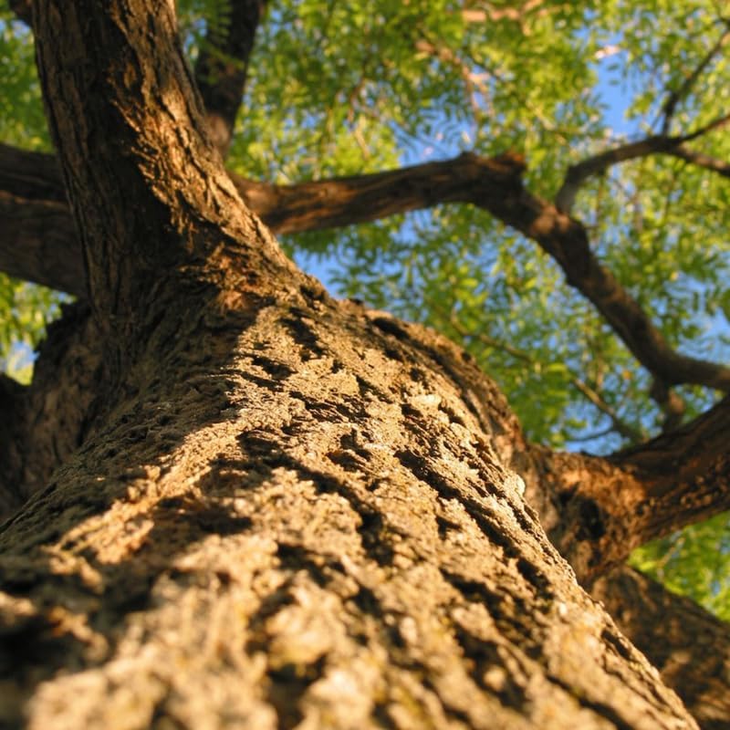 Set of 2 Honey Locust Live Plants – 6–12 Inch | Hardy Shade Trees for Outdoor Planting | Well Rooted