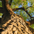 Set of 2 Honey Locust Live Plants – 6–12 Inch | Hardy Shade Trees for Outdoor Planting | Well Rooted