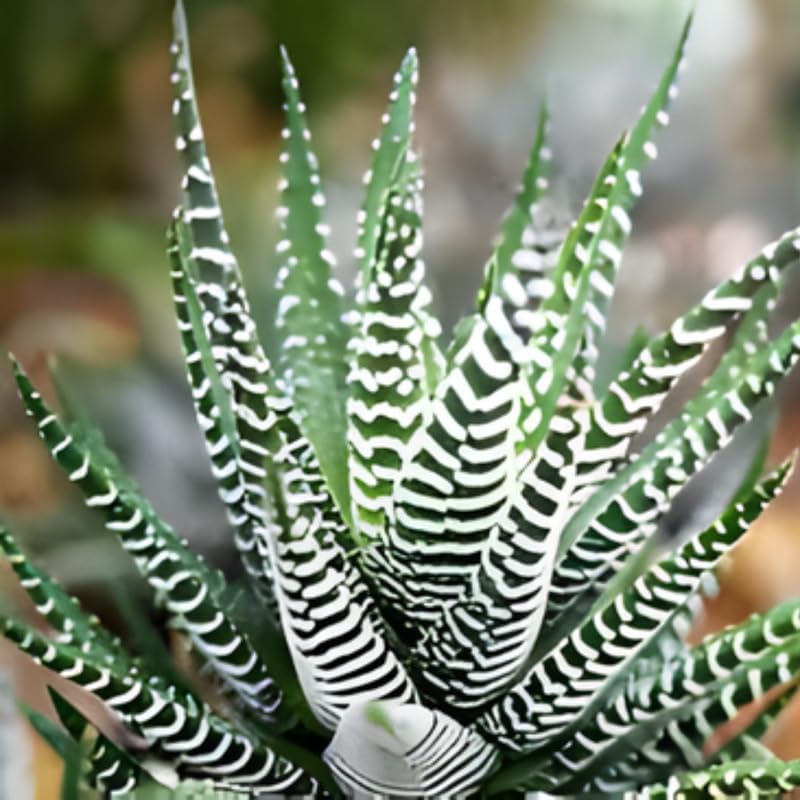 Succulents Plants Live Haworthia Fasciata Zebra Plants, 2 Inch Pot, Zebra Cactus Succulent, Striped Indoor Plant for Desks and Small Spaces