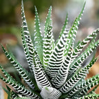 Succulents Plants Live Haworthia Fasciata Zebra Plants, 2 Inch Pot, Zebra Cactus Succulent, Striped Indoor Plant for Desks and Small Spaces