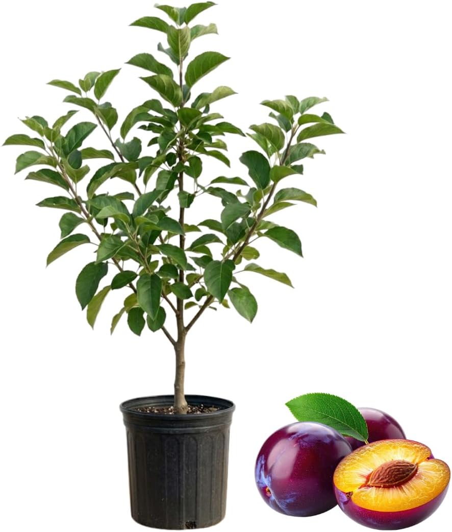 (No Ship to CA, HI, AK) Methley Japanese Plum Tree Live Plant, 3 Feet Tall, Fast Growing Plumtree Fruit Trees Live Plants for Patio and Landscape