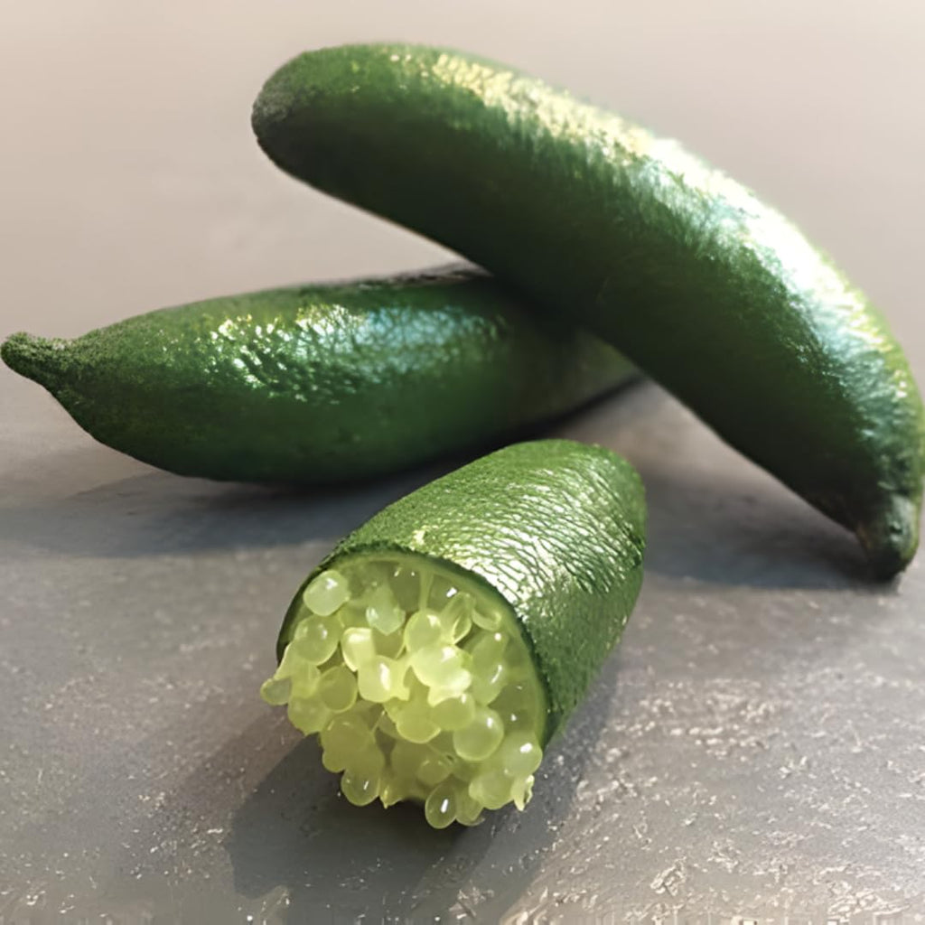 Red Finger Limes Tree Live Plant | 2.5–3 Ft Live Citrus Plant | Easy-to-Grow Citrus Tree for Home Gardens & Patios