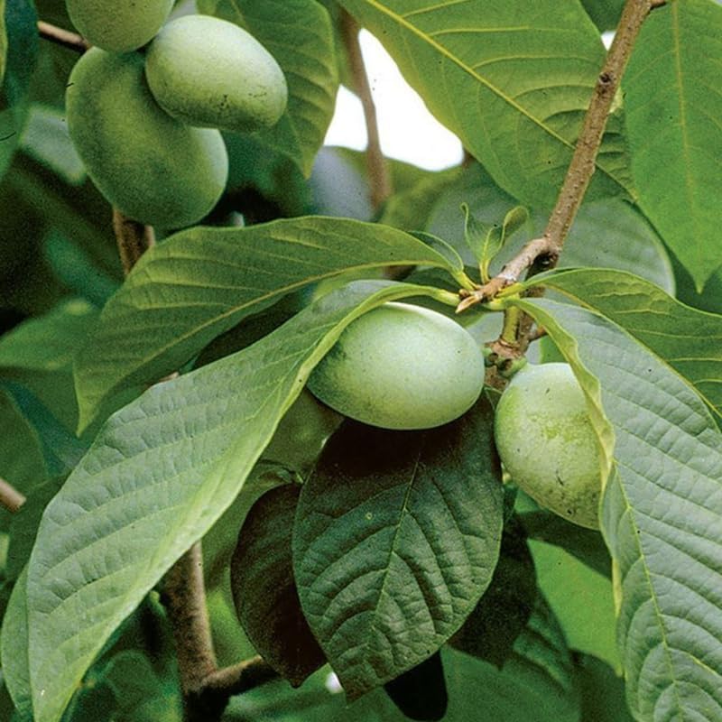 2 Pawpaw Live Plants | 1-2 Feet Tall Bare Root Seedlings | Asimina Triloba Native Fruit Trees | Deciduous Tropical Tree for Backyard
