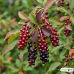 2 Red Chokecherry Trees Live Plants, 2.5 Inch Pot, Hardy, Fast Growing Choke Cherry Tree, Ornamental Red Foliage, Ready for Planting Outdoor