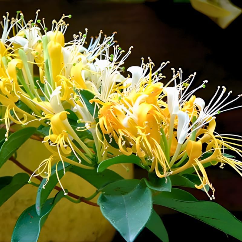 Set of 2 Honeysuckle Plant Live | 6–12 Inch Tall Flowering Shrubs | Fragrant Blooms for Outdoor Planting, Landscaping & Garden Borders