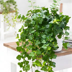 Green English Ivy Live Plant in 4” Inch Pot | Classic English Ivy Indoor Plant with Green Foliage | Easy-Care Trailing Houseplant for Shelves, Desks, Hanging Baskets & Home Décor