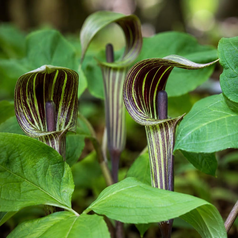 Jack-in-The-Pulpit Plants, Arisaema Triphyllum Bulbs - 20 Perennial Bulb - Low Maintenance Unique Flowering for Shaded Backyard Areas
