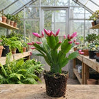 Pink Easter Cactus Plants Live | Spring Cactus Plant 3 Inch Tall | Compact Flowering Easter Cactus | Low Maintenance Indoor Houseplant for Home Decor