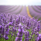 English Lavender Flower Plant, 3-Inch Potted, Aromatic Lavandula Angustifolia, Live Lavender Plants for Inside and Home Décor