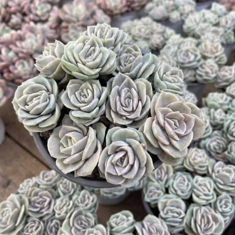 2 Live Succulent Plant Lovely Rose Succulent, 4" Potted Plant, Easy Care Greenery, Rose-Like Foliage for Home Decor and DIY Projects