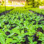 Arabica Coffee Plant Live in 4" Inch Pot | Coffea Arabica Houseplant with Glossy Green Leaves | Easy-Care Indoor Plant for Home, Office & Collections