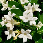 Bridal Wreath Jasmine Jasmine Plant Live in 4 Inch Pot | Live Jasmine Plant | Jasmin Plant for Indoor | Easy Care Flowering Plant for Home & Office Decor
