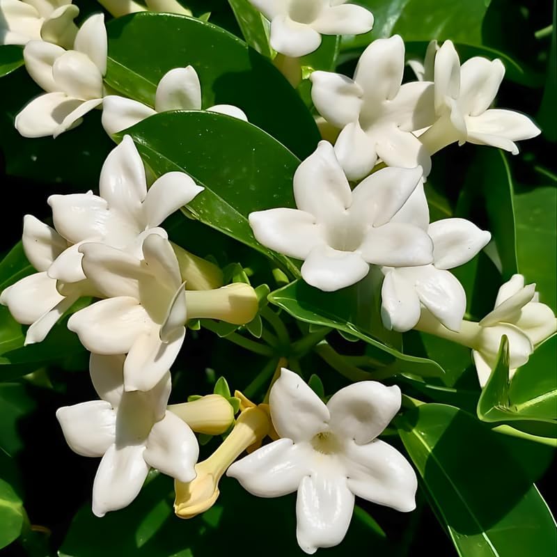 Bridal Wreath Jasmine Jasmine Plant Live in 4 Inch Pot | Live Jasmine Plant | Jasmin Plant for Indoor | Easy Care Flowering Plant for Home & Office Decor
